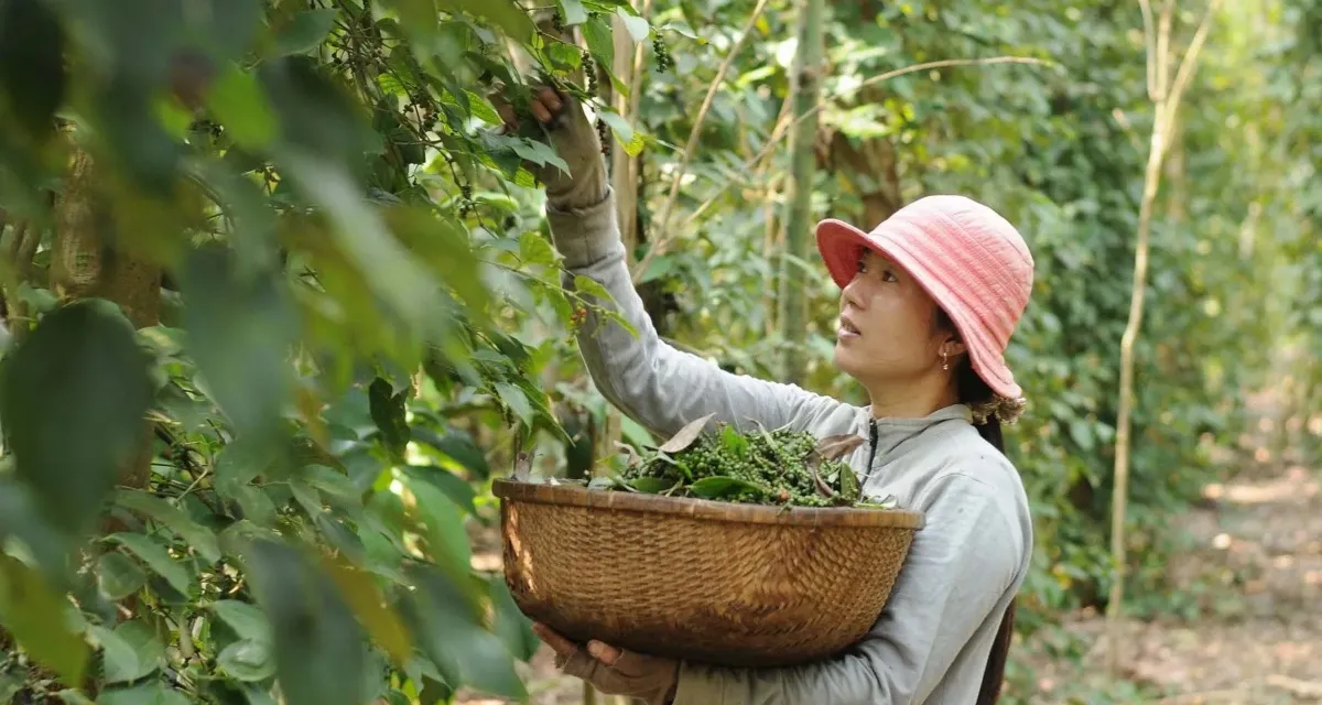 nông dân thu hoạch hồ tiêu Đồng Nai