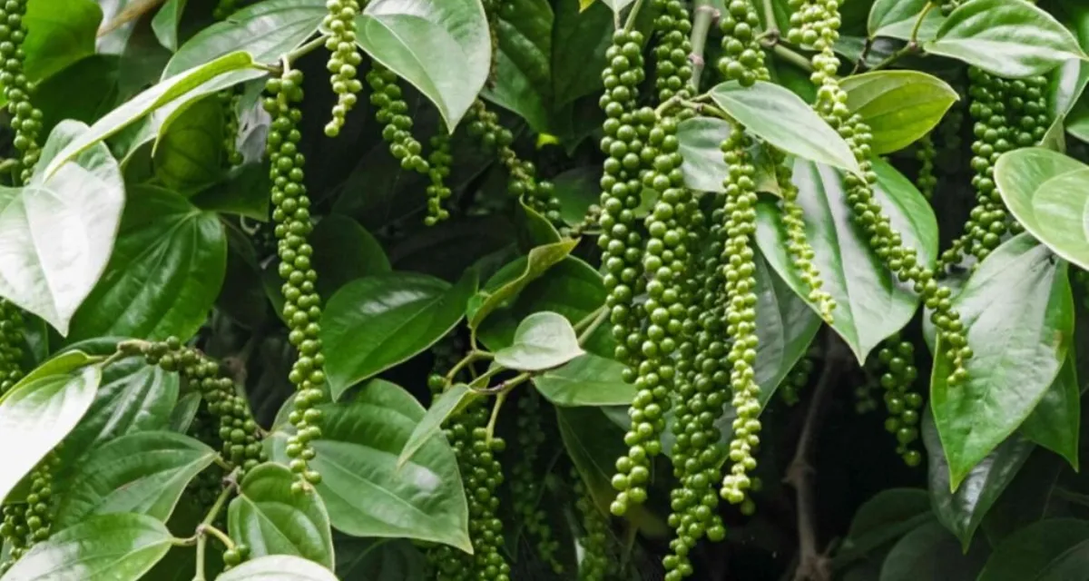 Phục hồi cây hồ tiêu sau thu hoạch