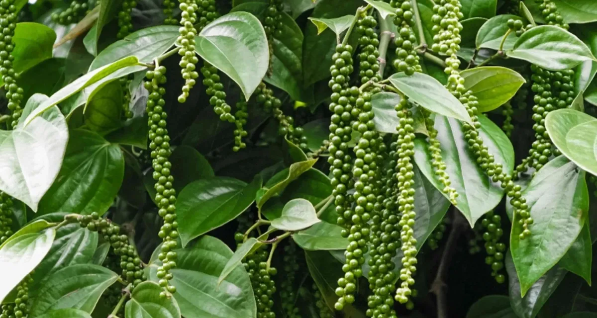 so sánh giá hồ tiêu hôm nay Bình Phước Gia Lai Đắk Lắk 2026