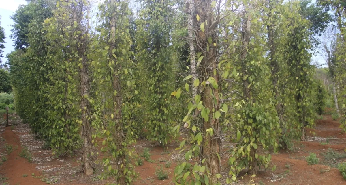 Vườn hồ tiêu bị hạn hán