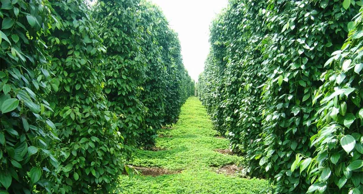 Vườn tiêu Đắk Lắk đang vào vụ – chất lượng hạt cao ảnh hưởng giá tiêu Đắk Lắk hôm nay