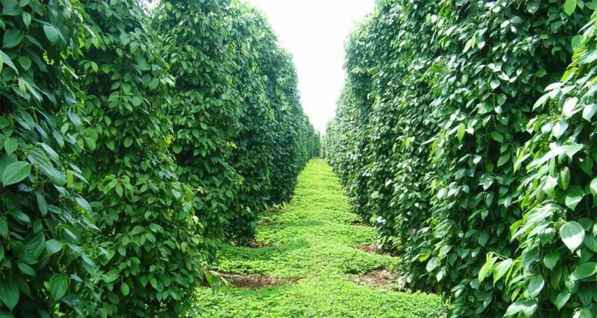 Vườn tiêu Đắk Nông đang vào vụ – ảnh hưởng đến giá tiêu Đắk Nông hôm nay