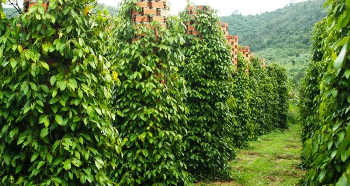 Vườn tiêu đang vào vụ - Ảnh hưởng giá tiêu Gia Lai hôm nay