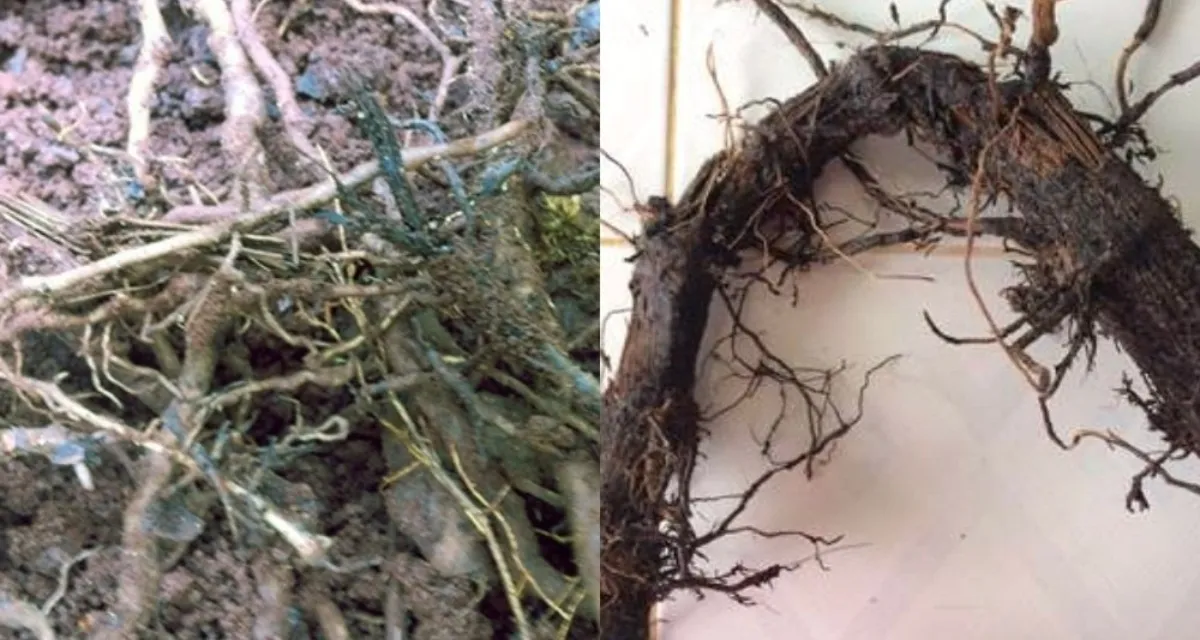 bệnh chết chậm ở cây hồ tiêu rễ bị thối