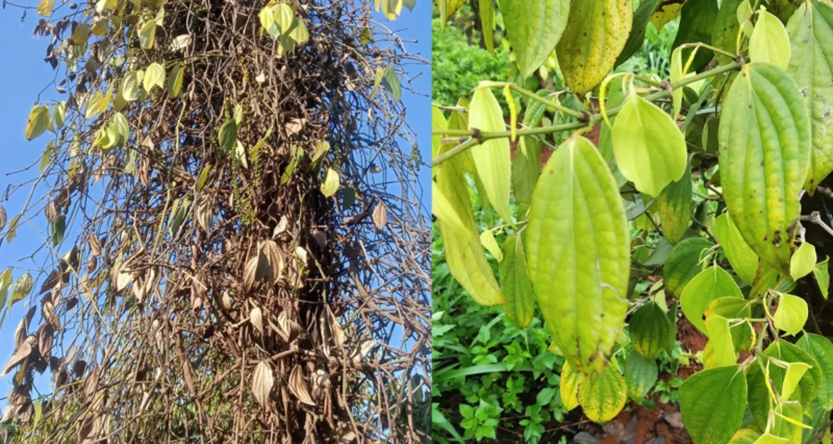 bệnh chết nhanh và chết chậm ở cây hồ tiêu