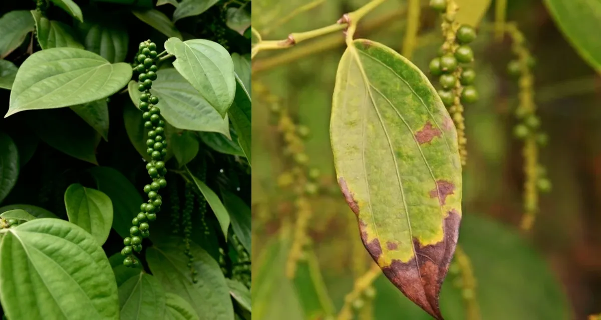 Bệnh hại ảnh hưởng tuổi thọ cây hồ tiêu