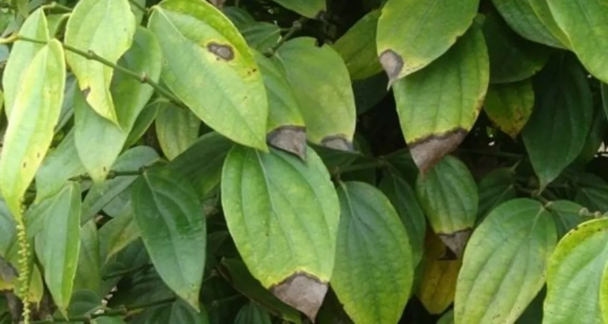 bệnh thán thư trên lá cây hồ tiêu