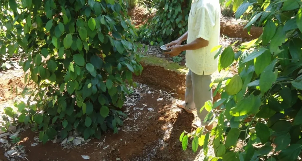 bón lân cho hồ tiêu