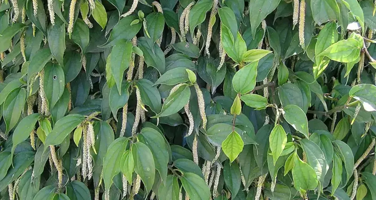 bón lân cho hồ tiêu ra hoa