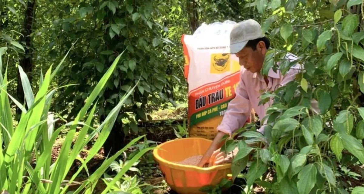 Bón phân cho hồ tiêu giai đoạn nuôi trái