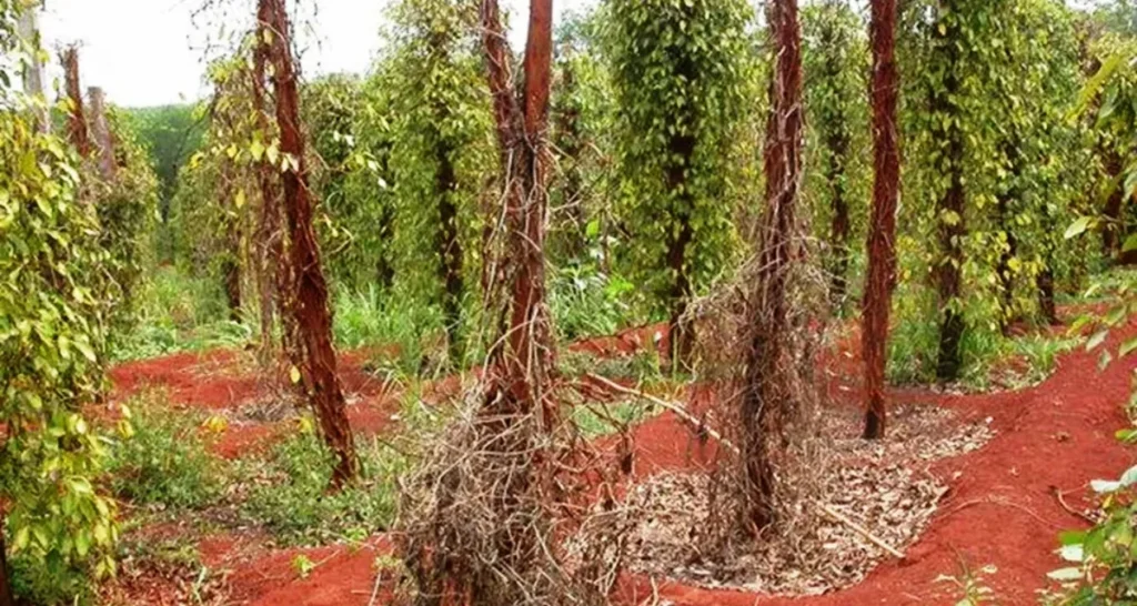 các bệnh thường gặp ở cây hồ tiêu