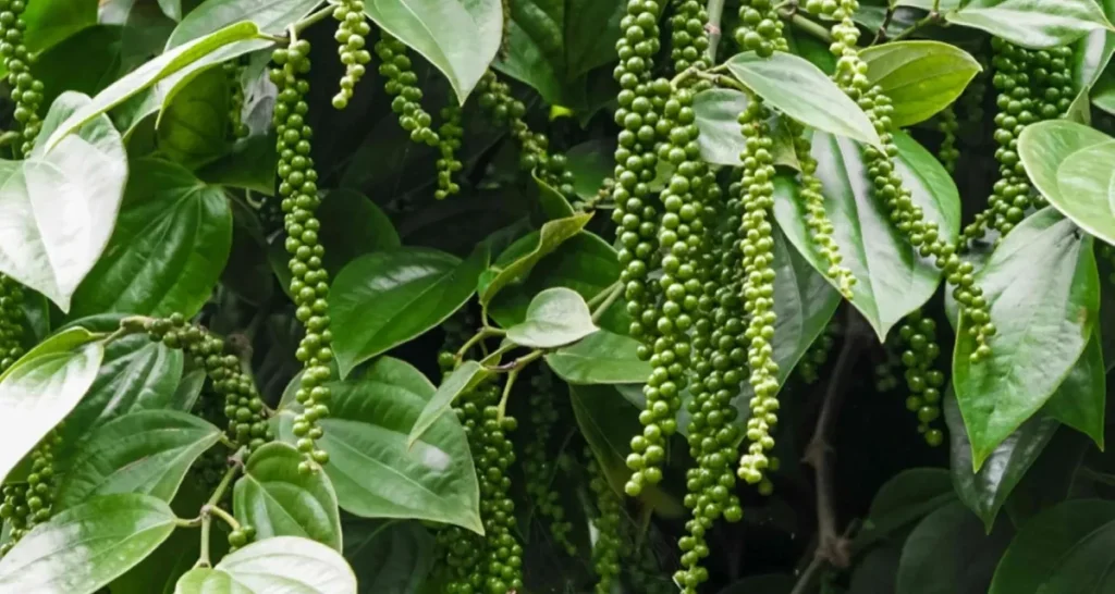các nước xuất khẩu hồ tiêu lớn trên thế giới