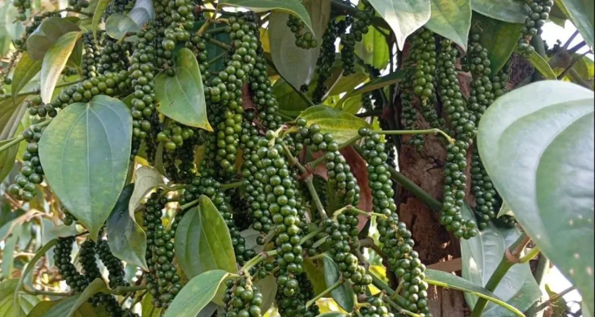 Cách chọn giống hồ tiêu phù hợp