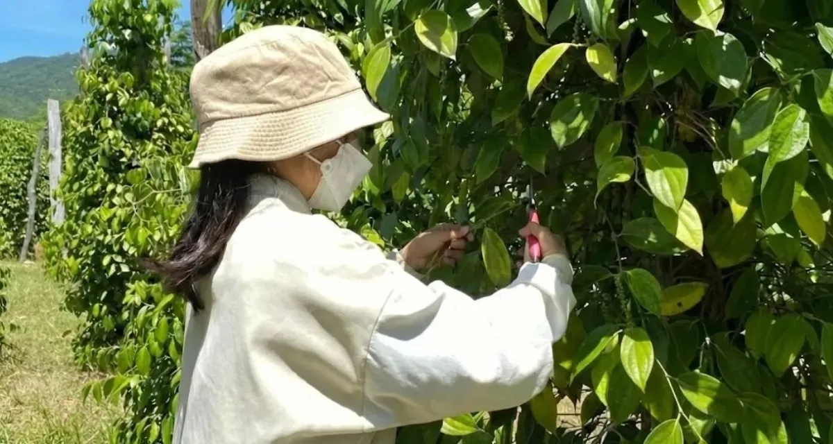 cắt tỉa và phòng bệnh Phytophthora trên hồ tiêu