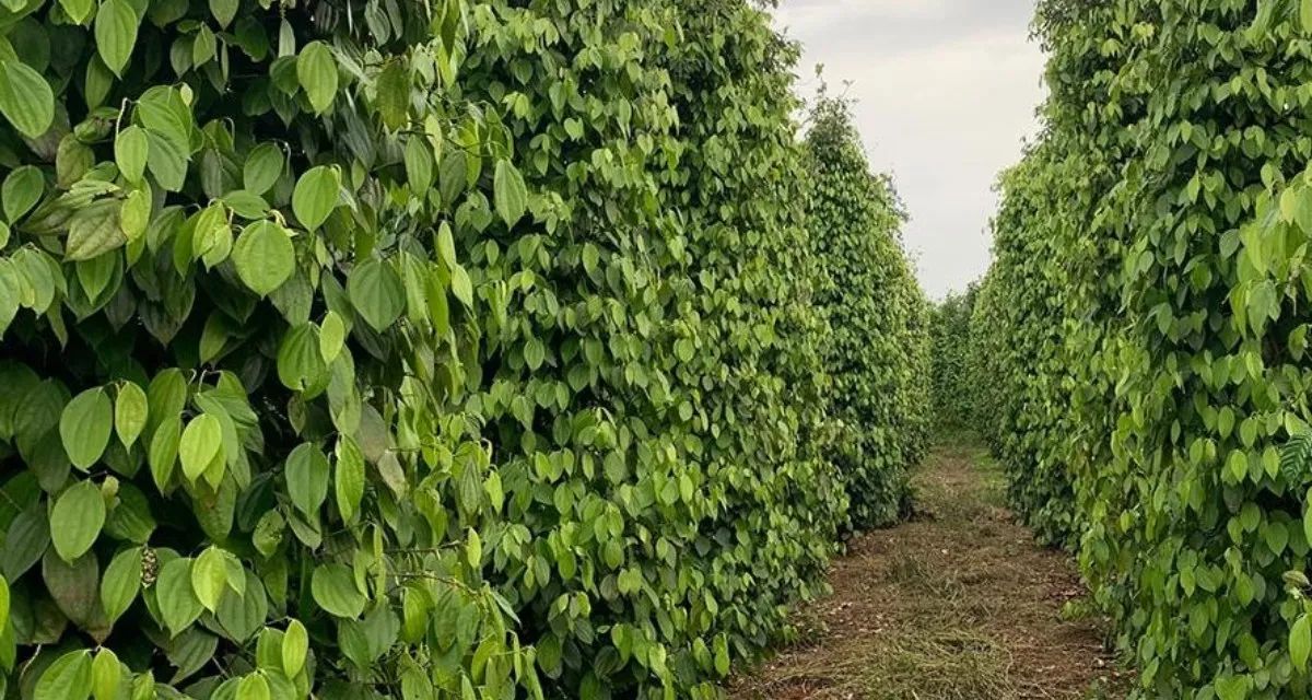 Cây hồ tiêu lâu năm tại Tây Nguyên