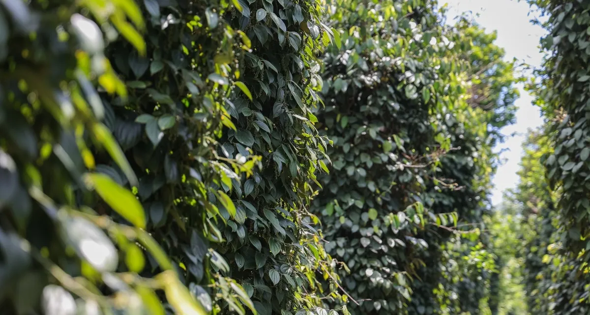 cây hồ tiêu Việt Nam