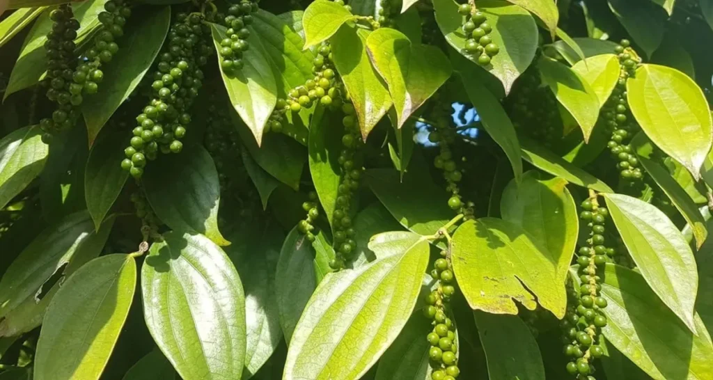 chăm sóc hồ tiêu giai đoạn nuôi trái