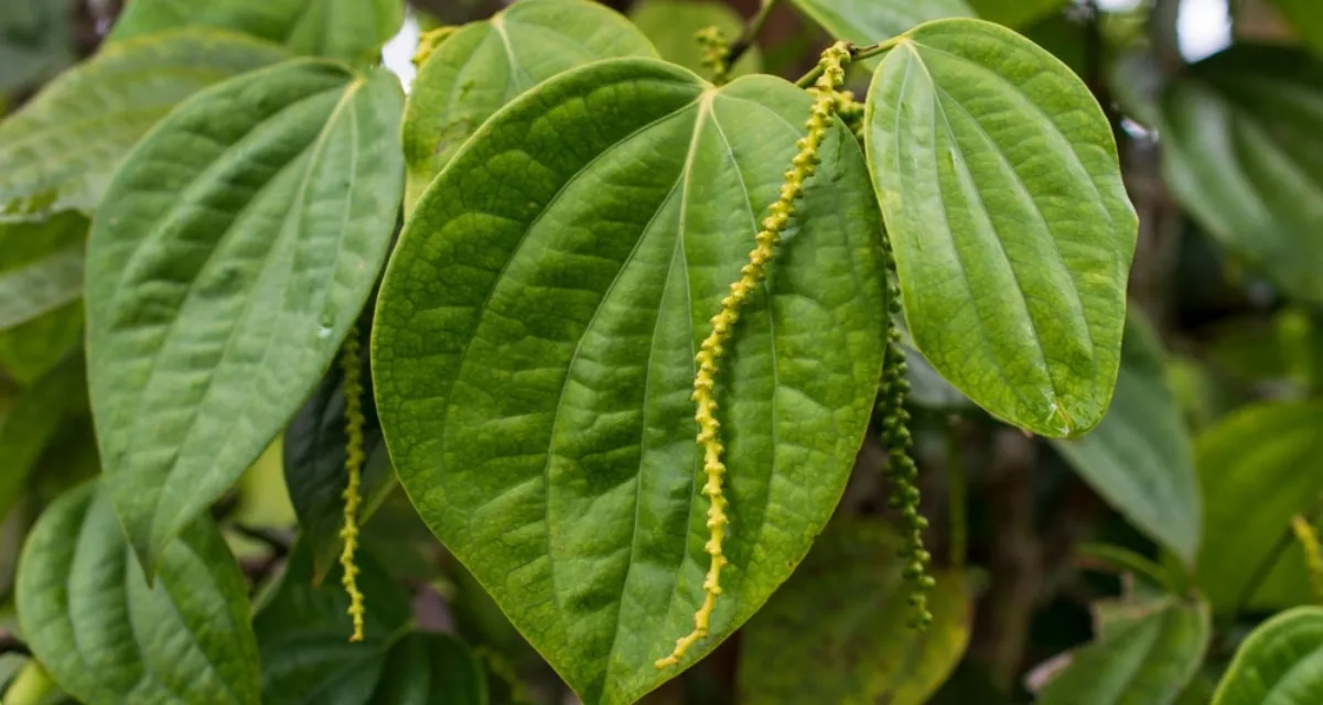 đặc điểm họ hồ tiêu