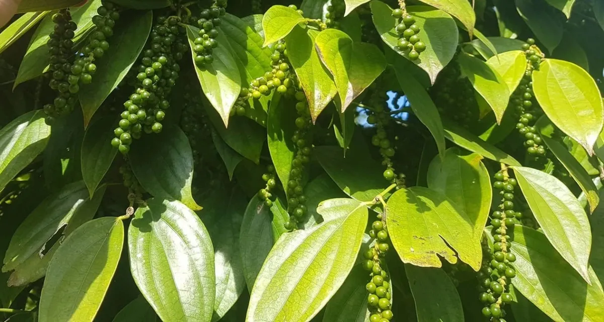 giai đoạn đậu quả của cây hồ tiêu