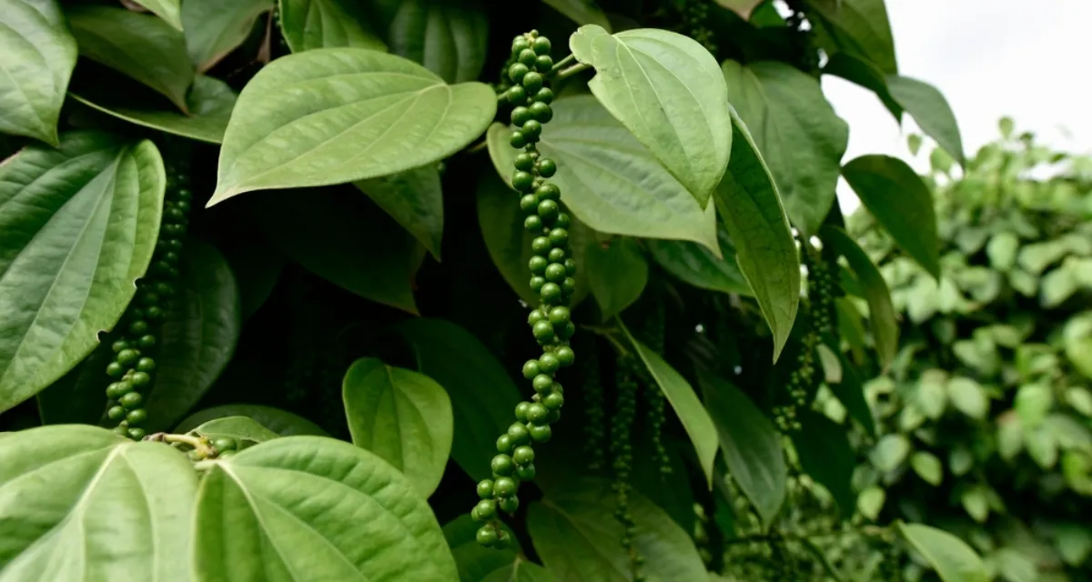 Giai đoạn nuôi trái của cây hồ tiêu