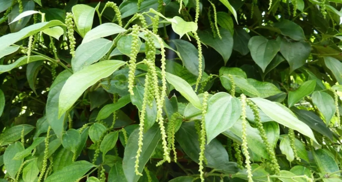 giai đoạn ra hoa của cây hồ tiêu