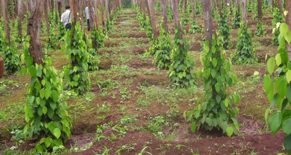 giai đoạn sinh trưởng của cây hồ tiêu