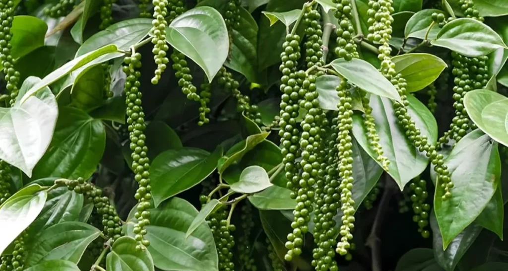 Hồ tiêu là cây lâu năm hay hàng năm
