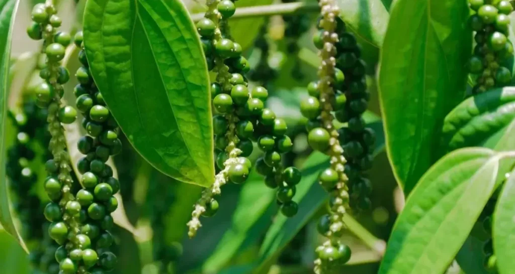 Hồ Tiêu Việt Nam