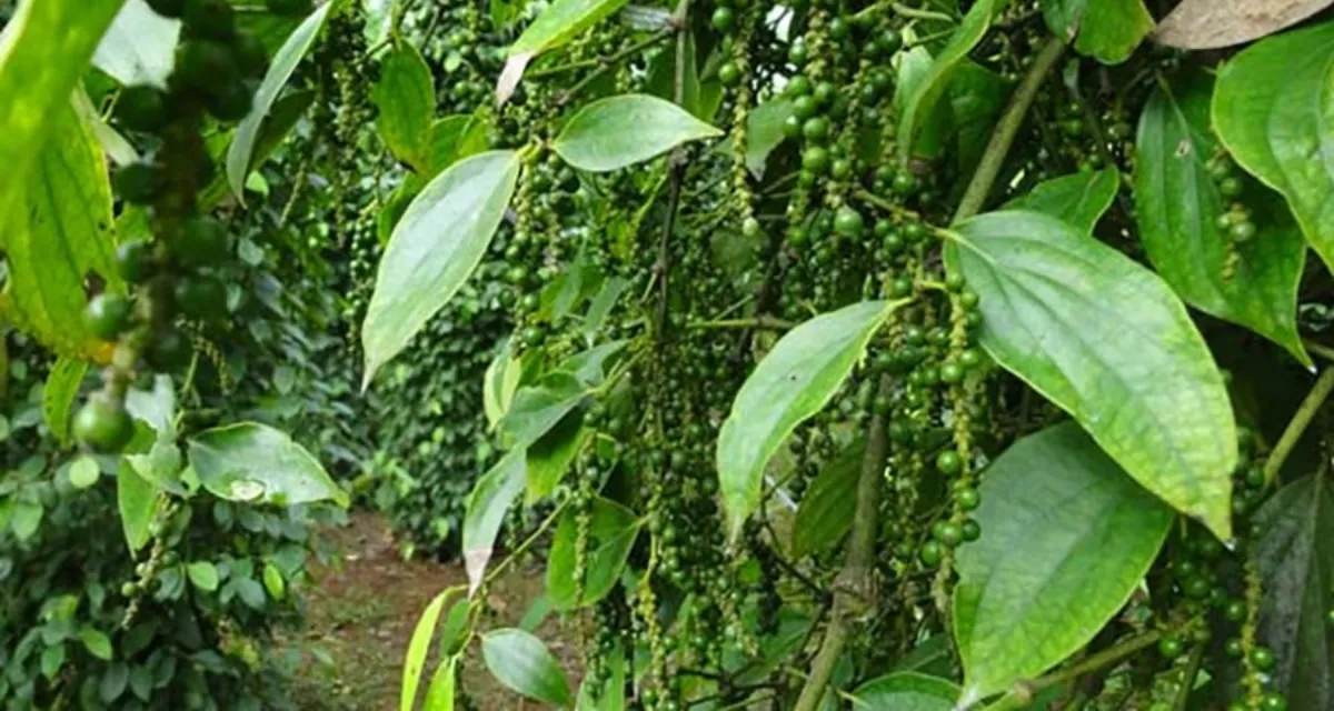 phòng bệnh cho cây tiêu giúp vườn tiêu khỏe mạnh