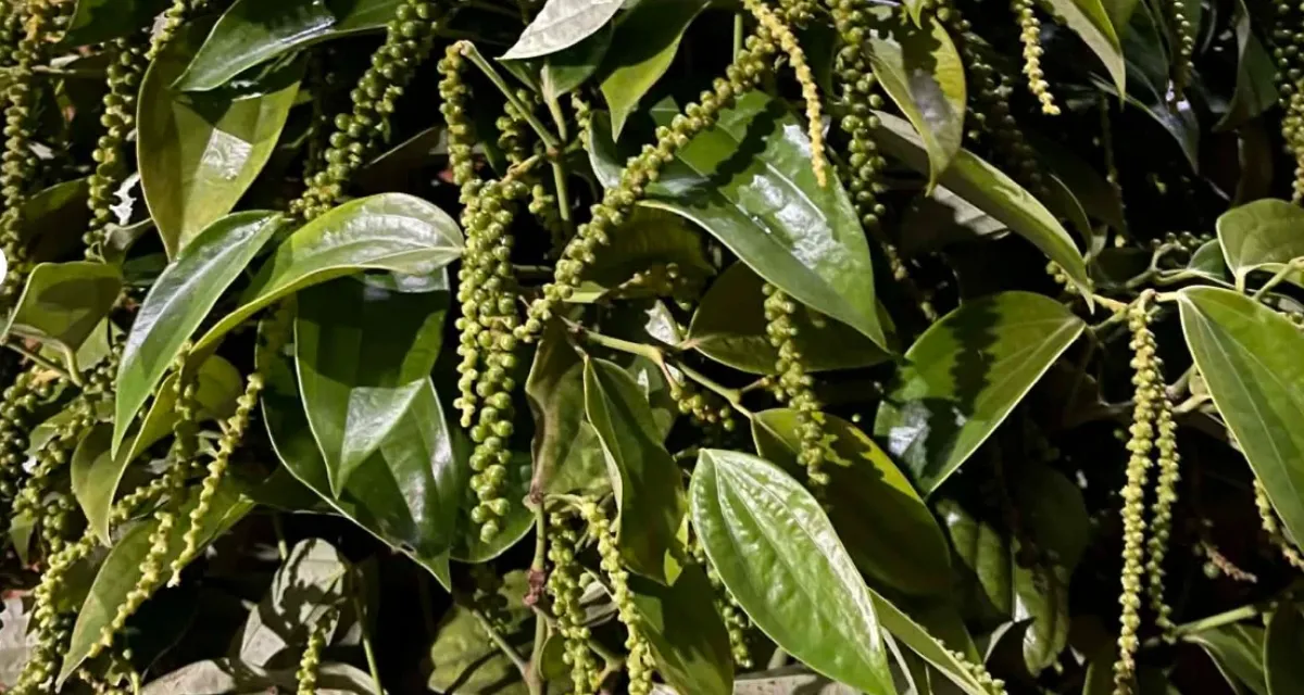 so sánh giống hồ tiêu