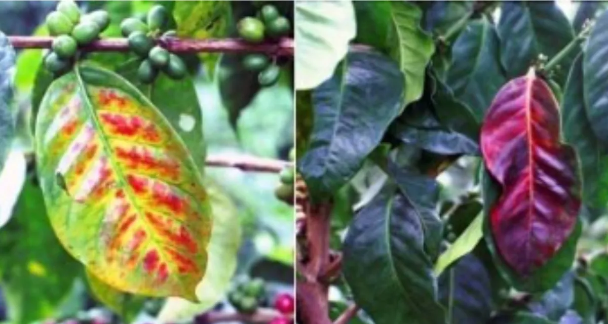 thiếu lân ở cây hồ tiêu