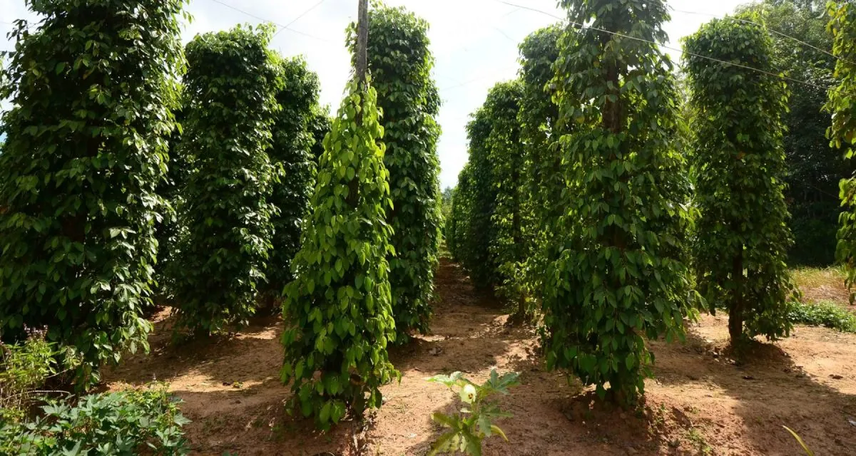 Tổng quan về hồ tiêu Brazil