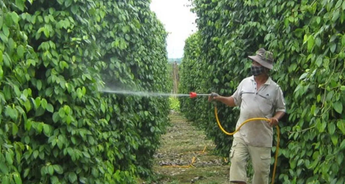 Tưới nước cho hồ tiêu giai đoạn nuôi trái