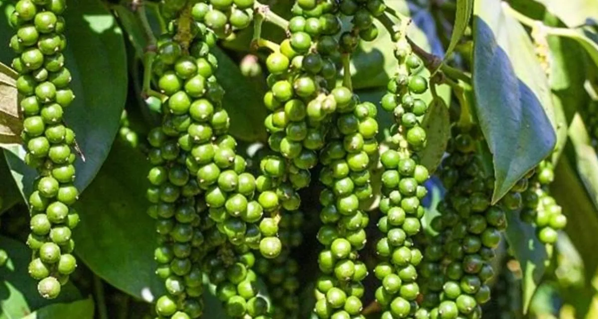 Ưu nhược điểm của các giống hồ tiêu