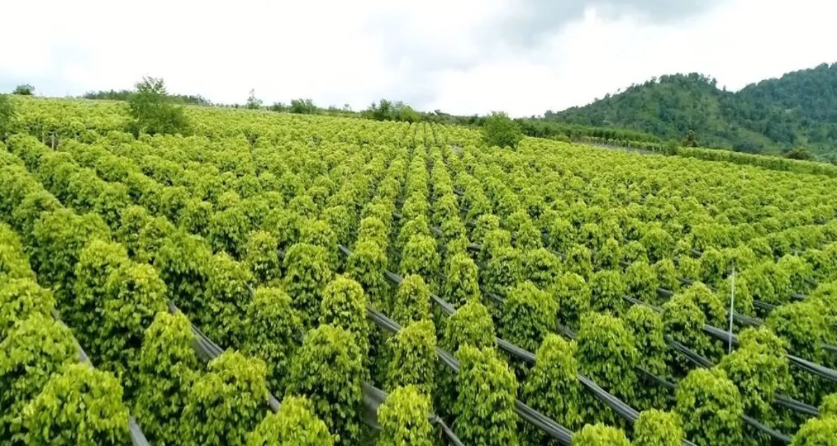 vùng trồng hồ tiêu việt nam tây nguyên