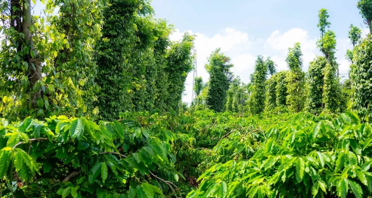 vườn tiêu trồng xen bền vững